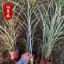 山东湿地水生植物美人蕉
