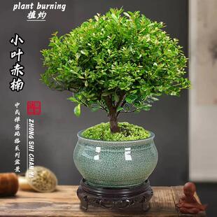 Golden Nanmu Small Leaf Red Nanmu Potted Indoor Old Stump Bonsai Office Desktop Flower Green Plant Easy to Live in All Seasons