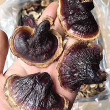 东北金边灵芝小号无柄仿野生灵芝赤灵芝黑芝薄树芝长白山灵芝批发