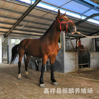 哪里有马术俱乐部，蒙古马 阿拉伯马 伊犁马怎么卖的