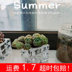 ins风无土多肉玻璃瓶透明花盆室内花器家居种植摆件方形迷你新款