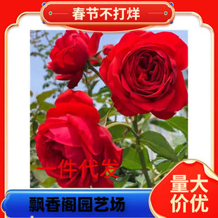 һ�����l���tɫ�󻨚W�¼t�O���ļ��_��ľ�¼������̨õ�廨����