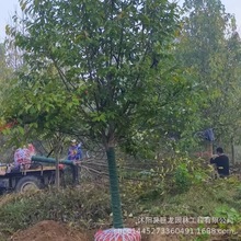 ɽ�|���ذ����m �G����ľ �t�����m�޽��� �����m