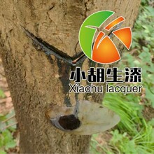 �ؑc�ǿڴ�ľ����Ȼ���������������ľ��ľ��