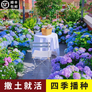 Hydrangea Seeds Are Easy-To-Live Potted Flower and Plant Seeds Suitable for Autumn and Winter. Flower Seeds Bloom Indoors in All Seasons