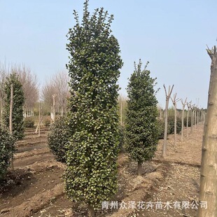 �lì���޽���G��ֲ���2.5M�����؏�40CM���ɻ����е���