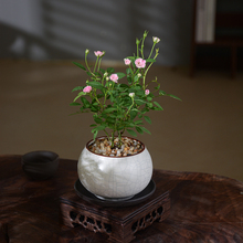姬月季玫瑰植物桌面超迷你微型盆栽室内绿植客厅花卉盆景四季开花