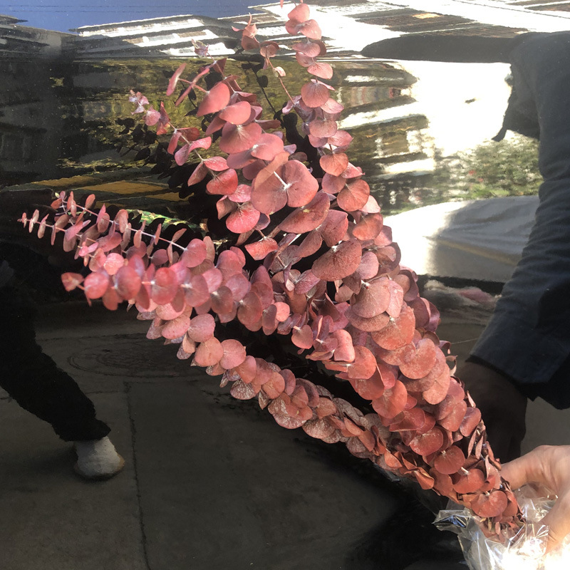 Eterno flor hoja de eucalipto eterno cobre moneda hoja de eucalipto hoja fina eucalipto manzana hoja de eucalipto hoja de mijo eterno mijo fruta