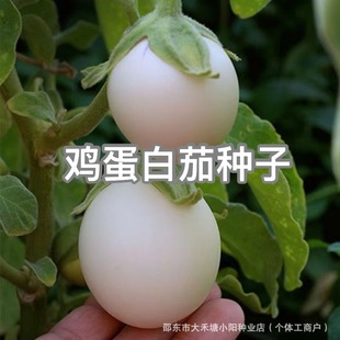 �u�����ѷN�Ӱ������ѷN�A�����ѷN�ļ���������