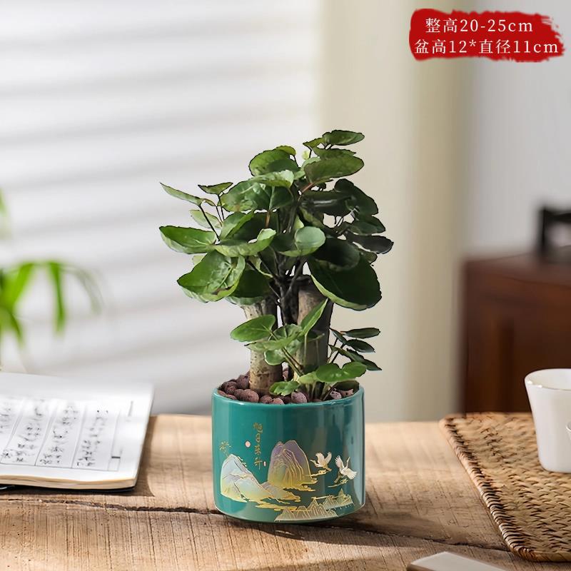 精品福禄桐+大号旭日东升盆
