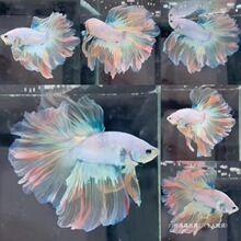 ̩����������Ů�۰׻�ɴβ������������ȴ����ͻ�������������