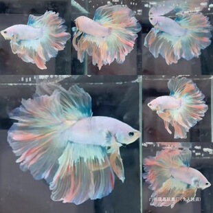 ̩���^�p�~��Ů�۰׻鼆β���˾W�t����Ꭷ�~�ͻ���B��������l