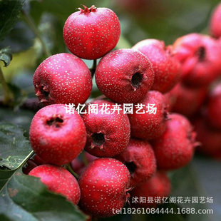 �޽���t��ɽ高����t����ɽ高����Ϸ�����ͥԺ���Ե��Թ�����