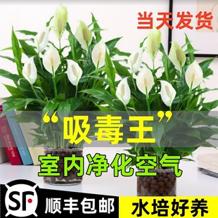 ˮ��ֲ�����һ���L����ԾG�}�����҃ȼt�ưlؔ������՚�Gֲ