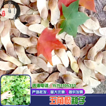 五角枫种子三角枫黄金枫红枫青枫鸡爪槭茶条槭复叶糖槭元宝枫种籽