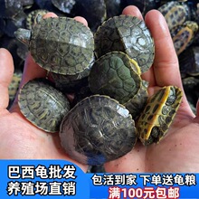 巴西龟活体 红耳深水观赏龟 鱼缸混养宠物龟 好养易活小乌龟活体