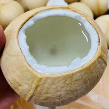 椰子果牛奶新鲜椰皇椰青小当季水果香水香椰批发代发