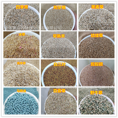 草坪种子护坡狗牙根高羊茅黑麦草种籽马尼拉种四季青庭院绿化草籽|ru
