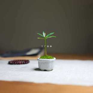 ✅ Indoor Small Potted Podocarpus Palm Bonsai Office Green Plants Mini Potted Plants Desktop Ornaments Green Plants