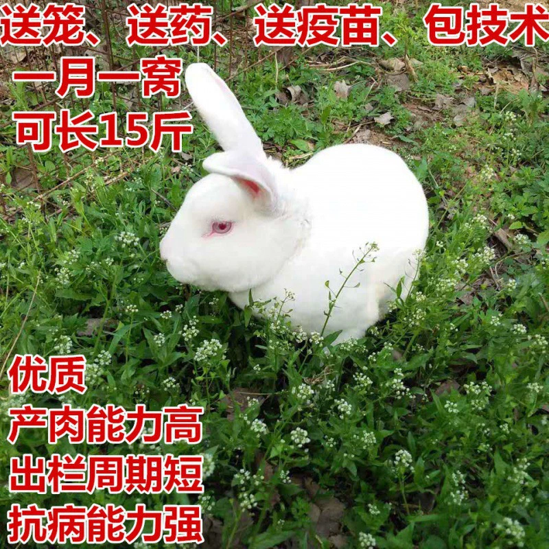 Живые крупные мясные кролики, маленькие белые кролики, бельгийские гигантские кролики, новозеландские мясные кролики могут достигать роста до 7.5kg лет.