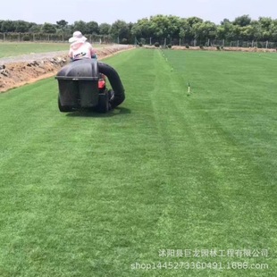 Rye Grass, Evergreen, Yellow Sand Cultivation, Putting Green Lawn, Courtyard, Villa, Community Greening