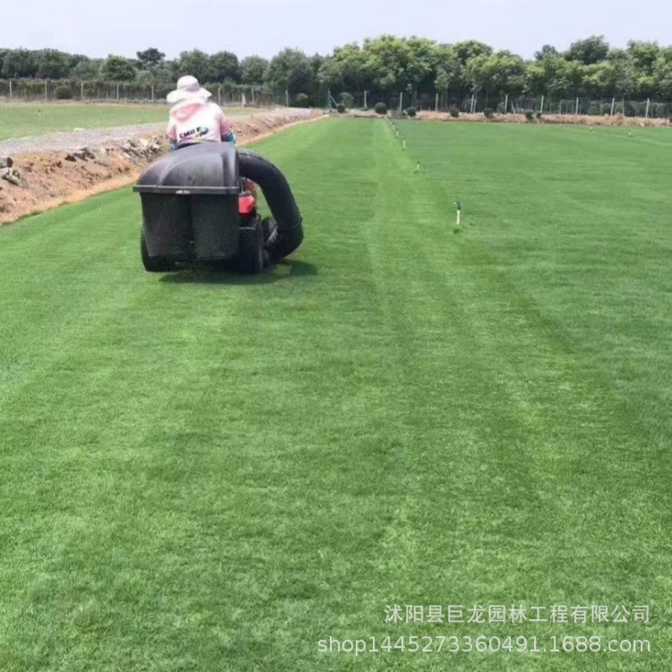 Рожь, вечнозеленая, выращивание желтого песка, зеленый газон, двор, вилла, озеленение сообщества