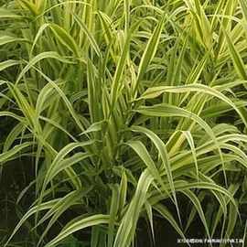 花叶芦苇水生植物 湿地绿化公园绿化苗水生植物芦苇花叶芦竹批发