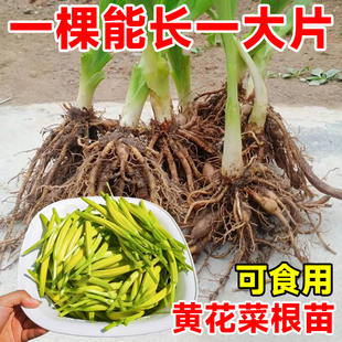 ʳ���S���˸���߮a����S���˷Nֲ���ᘻ��N��ͥԺ�ļ��Nֲ����