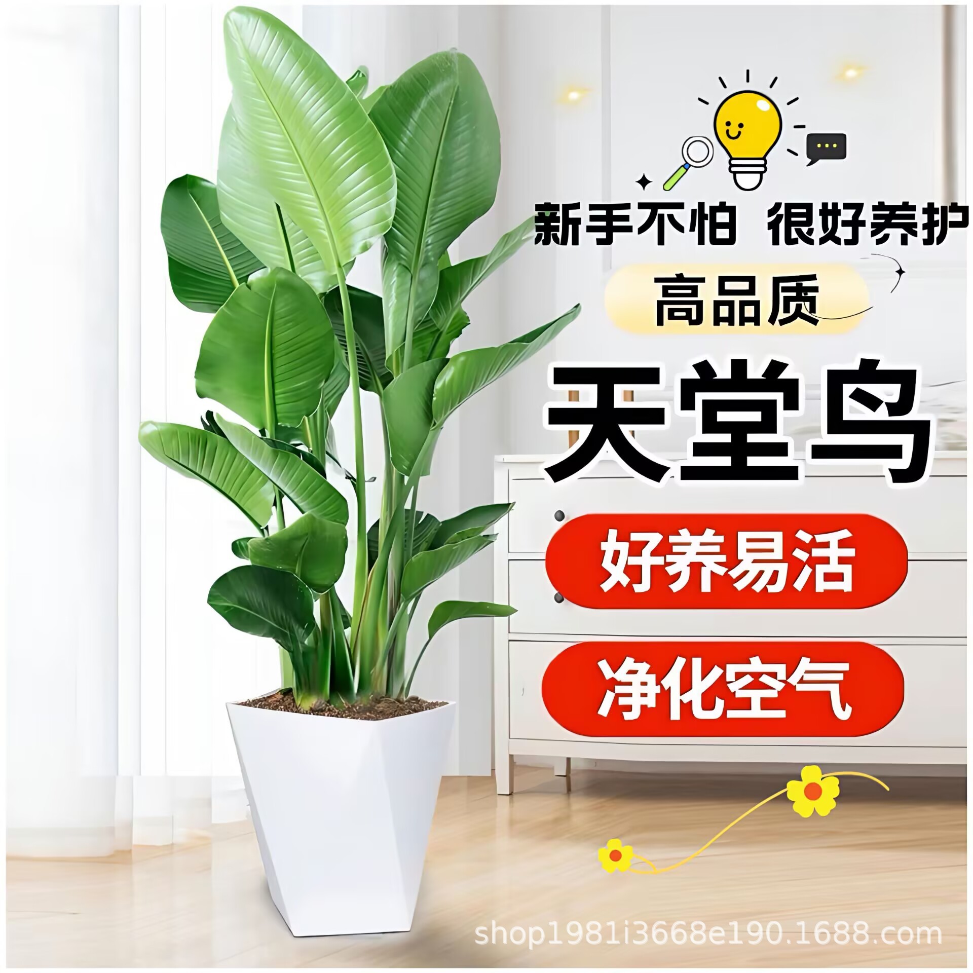 天堂鸟盆栽 客厅室内好养大型花卉绿植办公室轻奢绿色鹤望兰盆栽