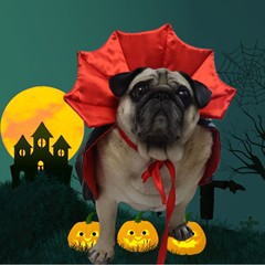 アマゾンペットハロウィーンマント帽子祭りセット犬変身服クリスマス服ペット服