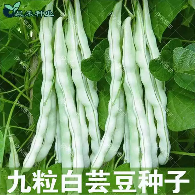 Девять семян белой фасоли, стручковой фасоли, фасоли на шестах, высокоурожайные семена овощей для весеннего посева для домашнего сада.