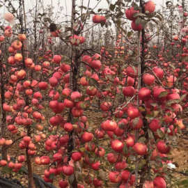 柱状苹果南北方园林种植挂果 盆栽苹果树润太一号 根系发达苹果树