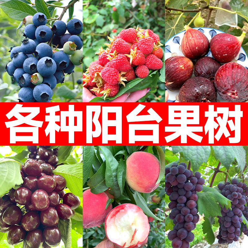 阳台水果盆栽各种果树果苗大全适合南方北方种植各种蓝莓树无花果