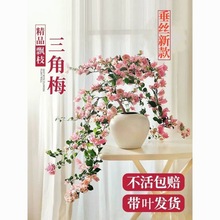 新品垂丝款三角梅四季开花盆栽勤花好养爬藤飘枝花苗花卉重瓣老桩