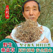 野生垂盆草正宗中药材垂盆草干货垂盘草非佛甲草新货泡茶五味子