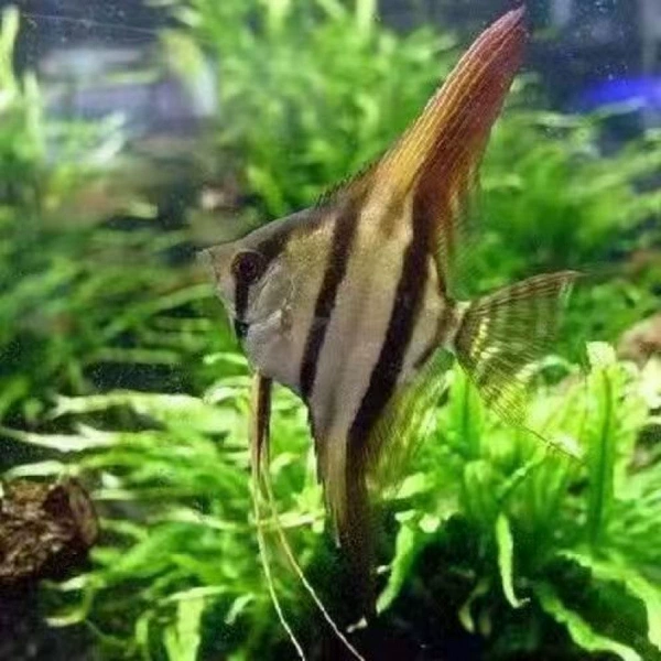 Red Back Egypt 2-3 cm 3