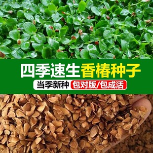 �㴻�N���㴻ѿ�㘶�^��t���䴻���㴻�������㴻���㴻ѿʳ��