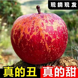 其他药食同源;花果茶;普洱茶