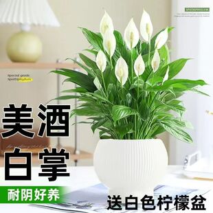 һ���L혻��ܾGֲ������ˮ������҃ȿ͏d�[����ĳȩ��̿������̿