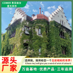 野花组合花卉种子四季易种苗木草花组合蔓生组合庭院草花种子