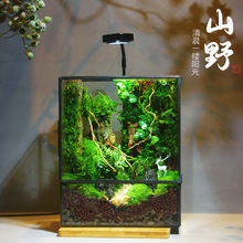 雨林缸苔藓微景观生态造景办公桌面植物盆景免打理瓶成品礼物代发