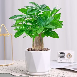 Money Tree Potted Green Plant with Multiple Stems Indoor Living Room Lazy Hydroponic Culture Is Good for Feeding Asparagus and Green Dill Bonsai Beautiful and Evergreen