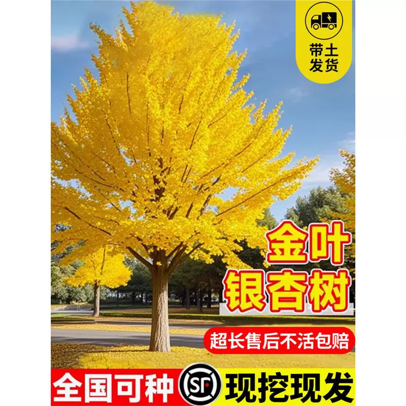 Саженцы гинкго, ранние золотисто-зеленые листья, дворовые дома, большие ландшафтные деревья, уличные деревья в горшках, можно посадить на севере и юге.