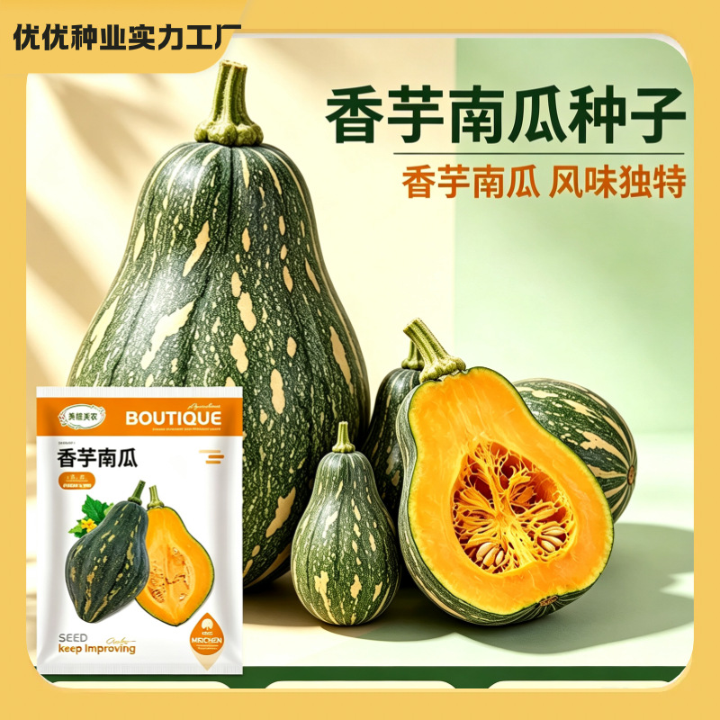 香芋南瓜种子南瓜苗香芋甜糯南瓜金香庭院菜园大田蔬菜种籽四季孑