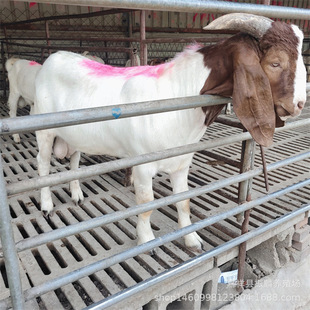 ����ɽ�����һֻ ���N�_����ɽ�����Ų��d�򲨠�ɽ��