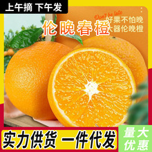 伦晚春橙湖北秭归脐橙香甜多汁橙子应季新鲜水果现摘现发整箱包邮