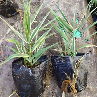Aquatic Plants, Flower-Leafed Reed Bamboo, Large Quantity Discounts, Reeds, Wetland Greening Projects, Garden Plants with Beautiful Leaves