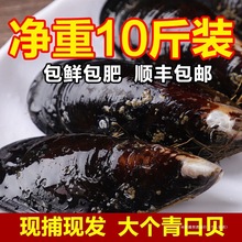 特大顺丰青口贝水产包邮鲜活海虹淡菜斤新鲜5贻贝大贝类野生鲍鱼