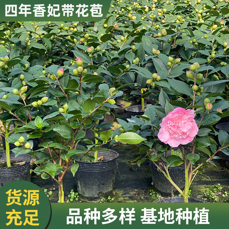 四年香妃茶花带花苞爆款茶花树苗批发盆栽茶花苗厂家批发