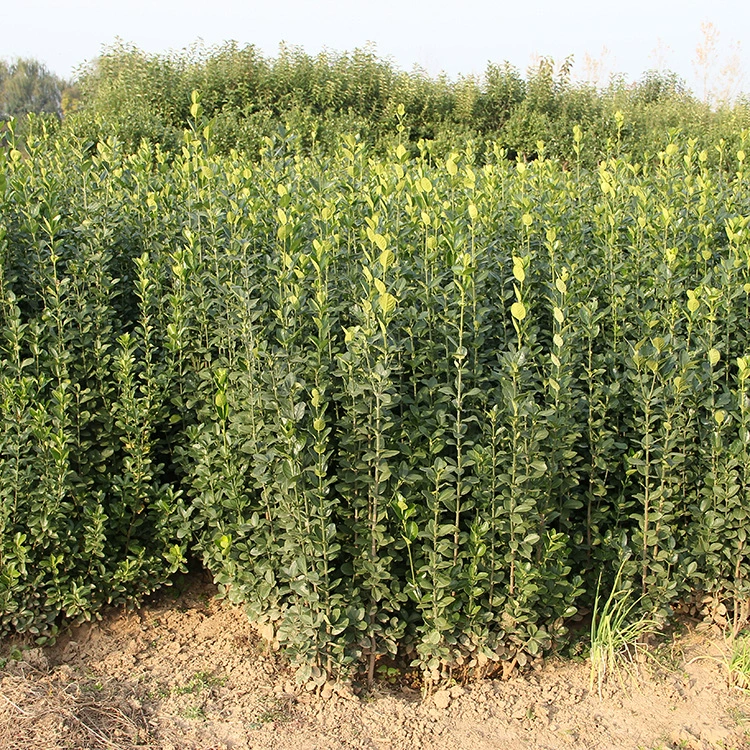 Хоккайдо База Хуанян Оптовая Двор Хоккайдо Муниципальный Сад Хуанян Проект Озеленение Растений